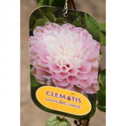 Клематис C. (Pat) 'Dancing Smile'                                            