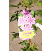 Клематис C. (Pat) 'Girenas'                                           