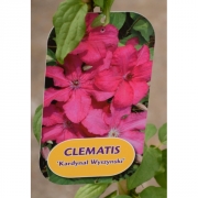 Клематис C. (Pat) 'Kardynal Wyszynki'                                
