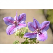 Клематис C. (Pat) 'Mrs N. Thompson'                                          