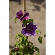 Клематис C. (Pat) 'Temptation'                                           