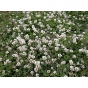 Клевер белый 1кг