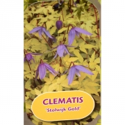 Княжик A. (Alp) 'Stolwijk Gold'