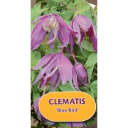 Княжик A. (Macr) 'Blue Bird'