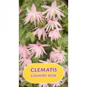 Княжик A. (Macr) 'Country Rose'