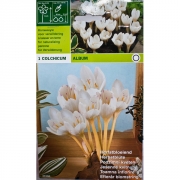 Колхикум Album