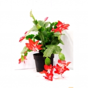 Цветы и растения в горшках