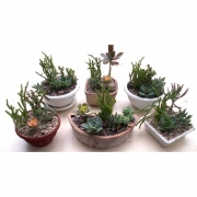 Композиции из суккулентов