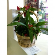 Композиция из цветов "Корзина с антуриумами"