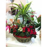 Композиция из цветов "Корзина с азалиями"