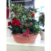 Композиция из цветов "Корзина с бегониями"