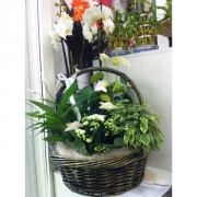 Композиция из цветов "Корзина с фикусом"