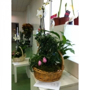Композиция из цветов "Корзина с жасминами"