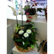 Композиция из цветов "Корзина с хризантемами и фаленопсисами"