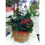 Композиция из цветов "Корзина с каланхоэ"