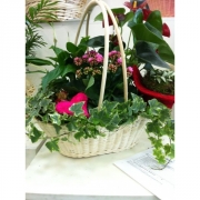 Композиция из цветов "Корзина с каланхоэ и плющом"