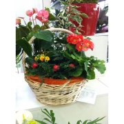 Композиция из цветов "Корзина с примулами"