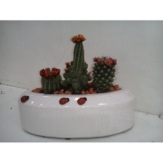 Композиция из кактусов и суккулентов №10