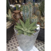 Композиция из кактусов и суккулентов №11