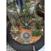 Композиция из кактусов и суккулентов №12