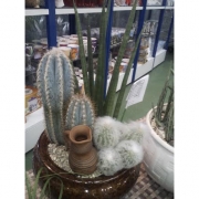 Композиция из кактусов и суккулентов №13