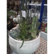 Композиция из кактусов и суккулентов №14