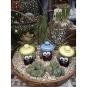 Композиция из кактусов и суккулентов №15