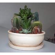 Композиция из кактусов и суккулентов №16