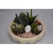 Композиция из кактусов и суккулентов №1