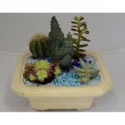 Композиция из кактусов и суккулентов №2