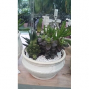 Композиция из кактусов и суккулентов №5