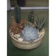 Композиция из кактусов и суккулентов №7