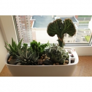 Композиция из кактусов и суккулентов №8