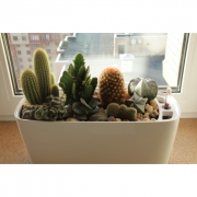 Композиция из кактусов и суккулентов №9