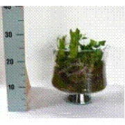 Композиция в стеклянной вазе