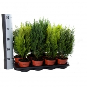 КОНИФЕРЕН МИКС