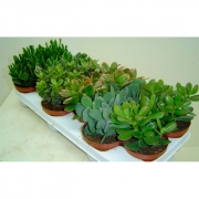 Крассула (денежное дерево, толстянка)