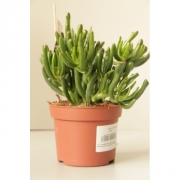 Крассула хоббит 15/20