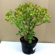 Крассула овата Сан Сет