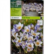 Крокус Блю Пёрл(Blue Pearl)