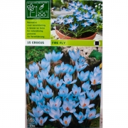 Крокус Фаер Флай(Fire fly)