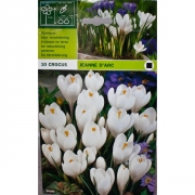 Крокус Жанна д'Арк(Jeanne d'Arc)