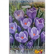 Крокус Гранд Матр(Grand Maitre)