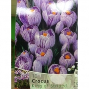 КРОКУС KING OF STRIPED