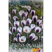 Крокус Принц Клаус(Prince Klaus)