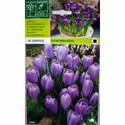 Крокус Ремембранс(Remebrance)