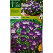 Крокус Руби Джайант(Ruby Giant)