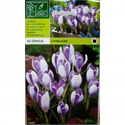 Крокус Вангард(Vanguard)