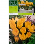 Крокус Йеллоу Джайант(Yellow Giant)