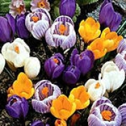 Крокусы MIXED